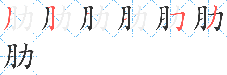 肋字笔顺分步演示