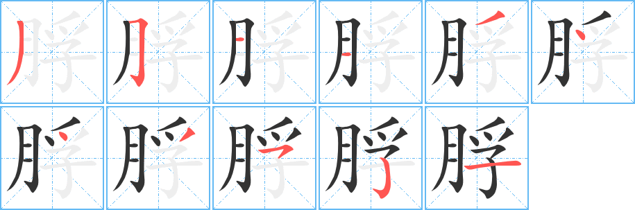 脬字笔顺分步演示