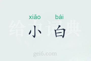 小白