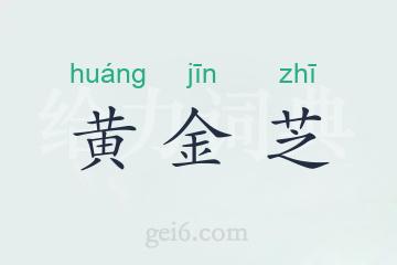 黄金芝