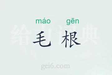 毛根