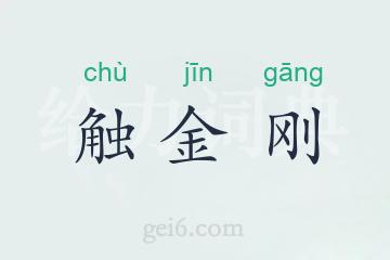 触金刚