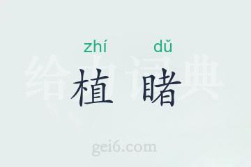 植睹