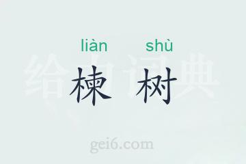 楝树